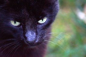 A black cat on green background