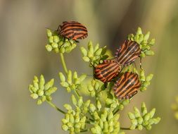 reproduction of striped beetles