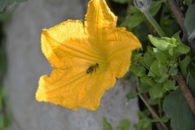 little bee on a yellow pumpkin flower
