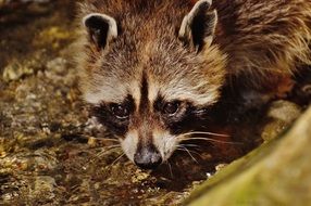 raccoon in wild park