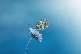 Butterfly on a bloom