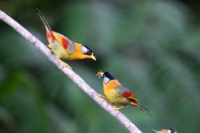 Silver-Eared Mesia birds on the tree close-up on a blurred background