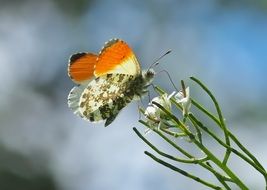 Orange Tip on white flower Macro