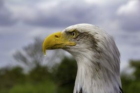 beautiful predatory eagle in wildlife