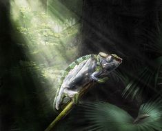 chameleon on a branch in the sun