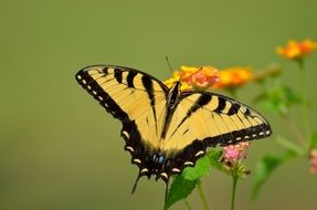 Natural Swallowtail Butterfly