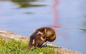 duck cleans the wing