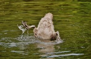 Cute Young brown swan in the water