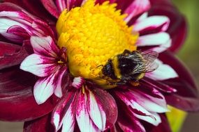 bee on the dahlia flower