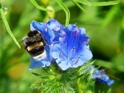 closeup view of hummel insect on blue bell flowers