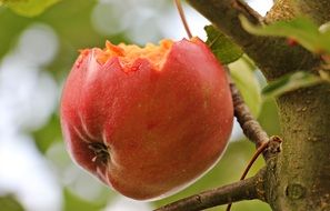 bitten apple on a branch