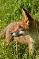 A fox sitting in green herb and watchind to the left