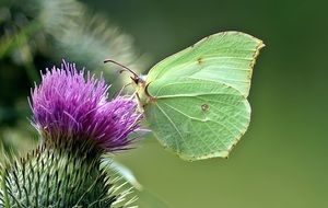 butterfly with green wings on the prickly flower