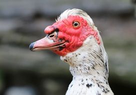 Indoutka with large beak