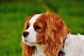 Cavalier King Charles Spaniel looking into the distance