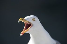 Seagull in Norway