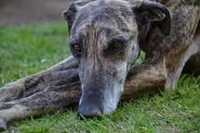The Galgo Español, Dog Portrait
