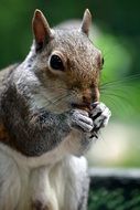 perfect beautiful Squirrel