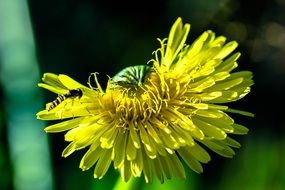 Green and white striped insect flies to a yellow dandelion flower in light