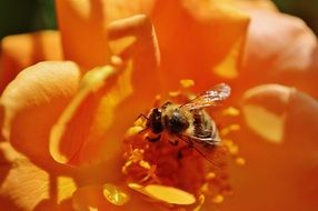an insect collecting pollen from an orange rose