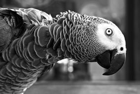 black and white picture of a large parrot close-up on blurred background