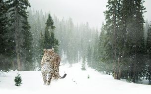 Elegant leopard in snow