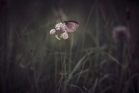 meadow brown butterfly on a plant