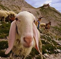 flock of sheep on the mountainside