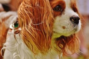 Cavalier King Charles Spaniel with brown and white fur