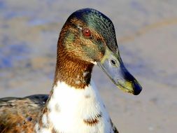 perfect beautiful Water Bird