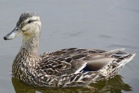 gray duck in the pond, iceland