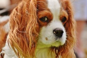 portrait of cute Cavalier King Charles Spaniel doggy