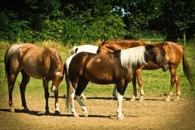 beautiful horses for a walk