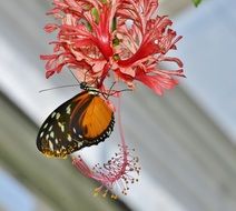 butterfly on the coral flower