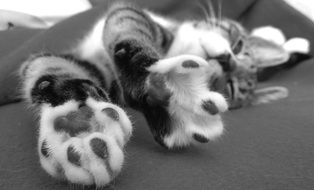 two front paws of Cat close up