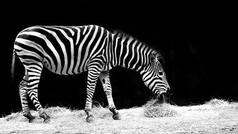 black and white photo of zebra on pasture