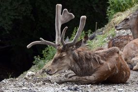 deer lie in the forest