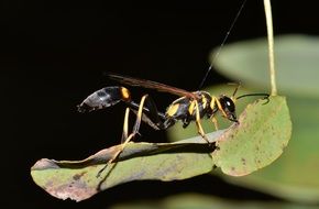 tiger wasp on a green leaf