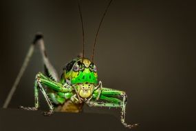 Ornithopter Grasshopper