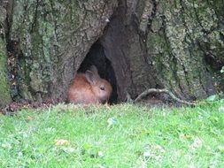 rabbit sits in a hollow tree