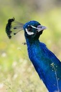 blue peacock with a crown