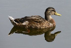 Duck reflection on Water Pond, iceland