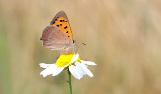 butterfly on a daisy on a sunny day close up