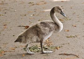 young swan on the sandy beach