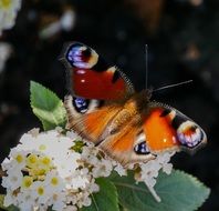 butterfly collects nectar