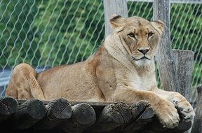 the tigress lies on wooden flooring