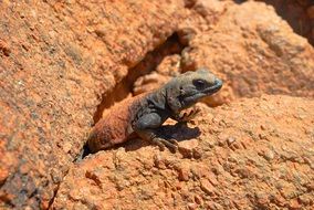 lizard on a brown rock