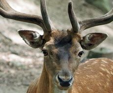 portrait of fallow deer in the forest