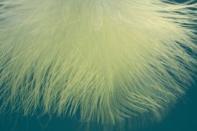 bird feather on blue background close-up