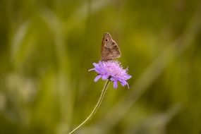 butterfly on a purple flower on a blurred green background